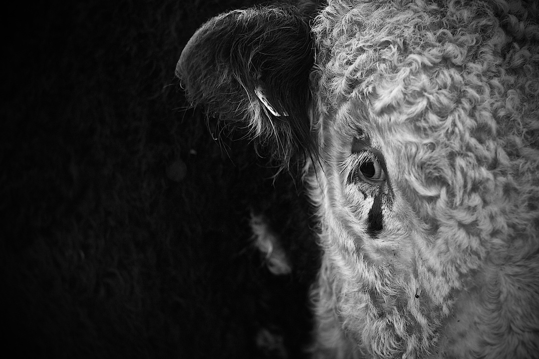 Derbyshire — photograph 7 by Clive Booth