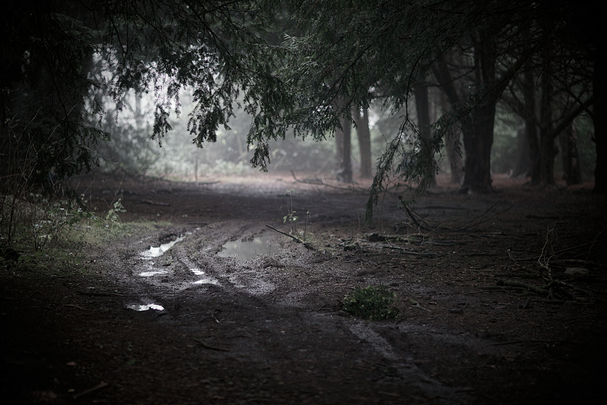 Sunlight falling across a woodland track in Derbyshire