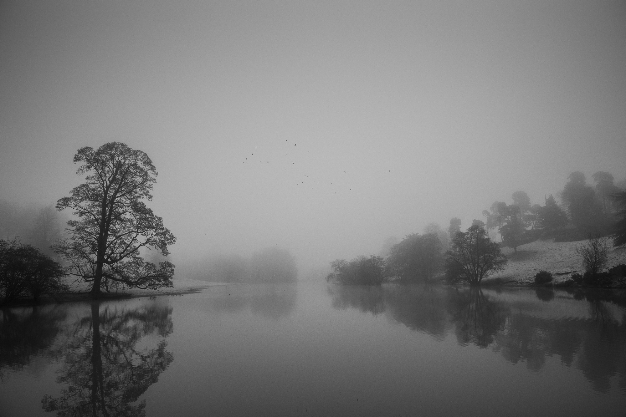 Trees reflected in still water on a misty morning