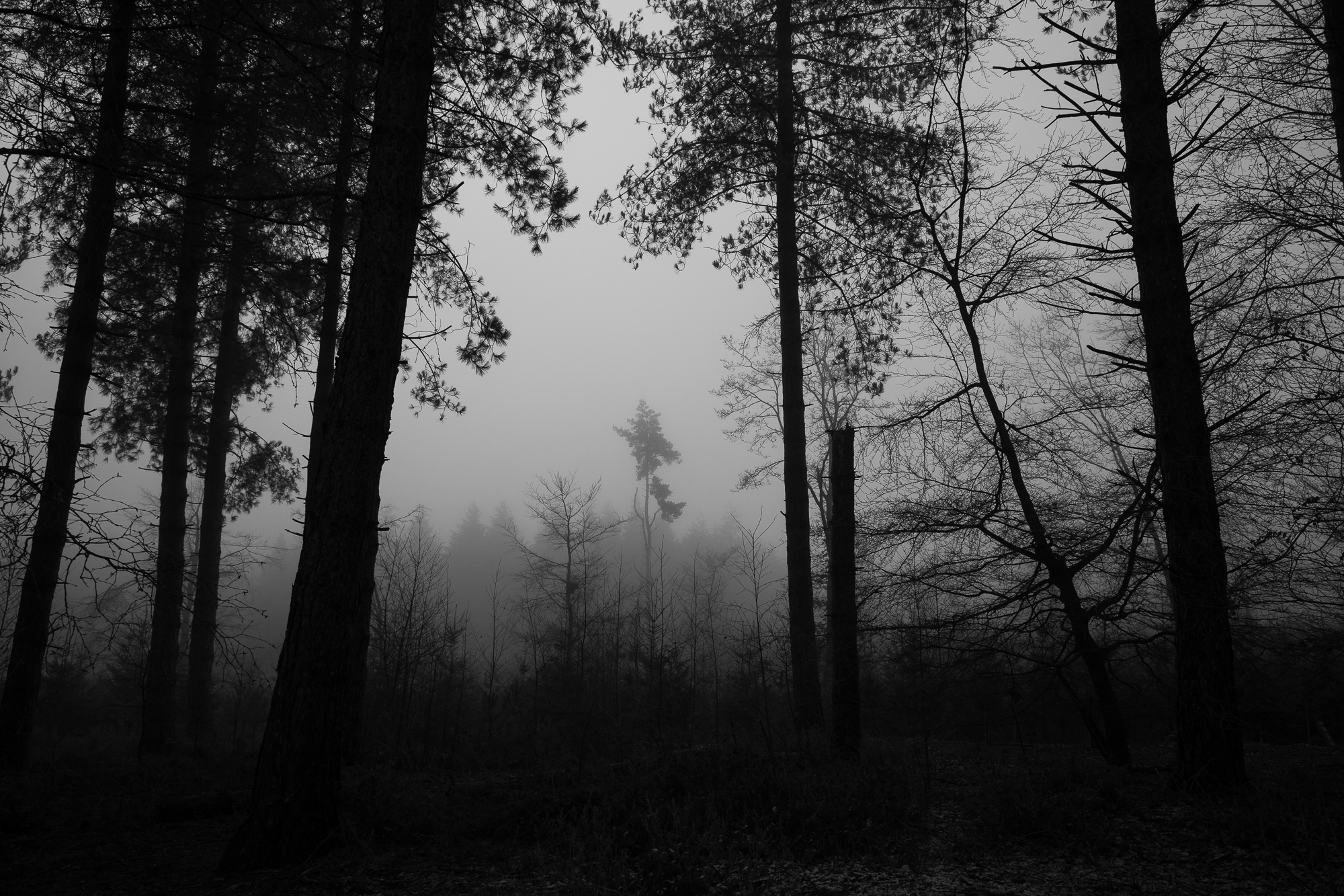 Tall woodland trees disappearing into mist