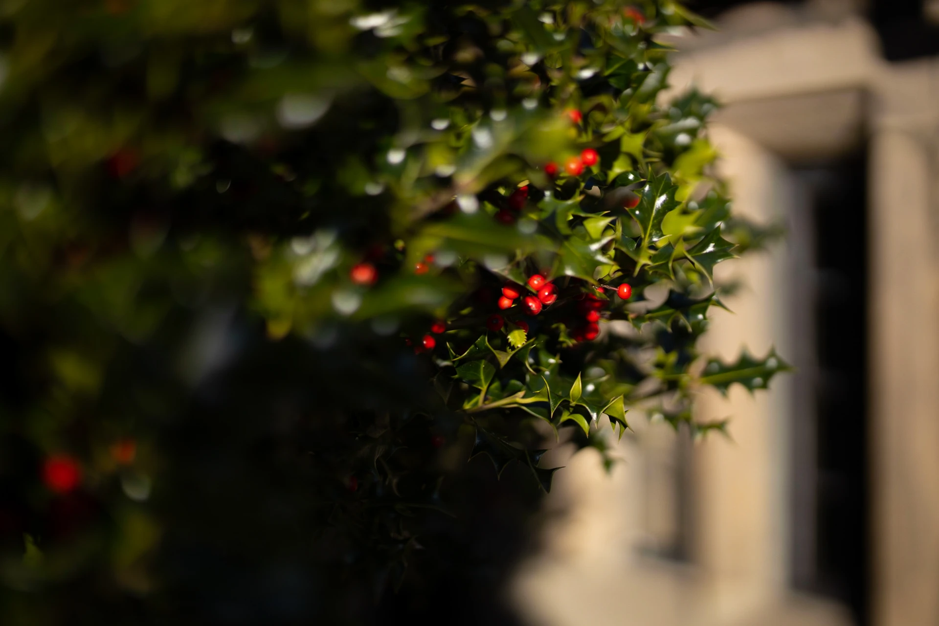 Holly beside the stone window at 46 Church Street, Ashbourne