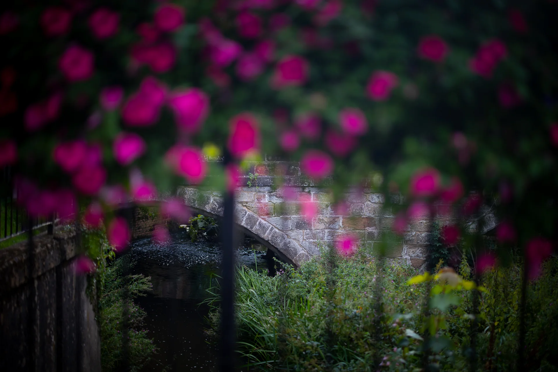 Stone bridge over a stream behind pink flowers in Ashbourne