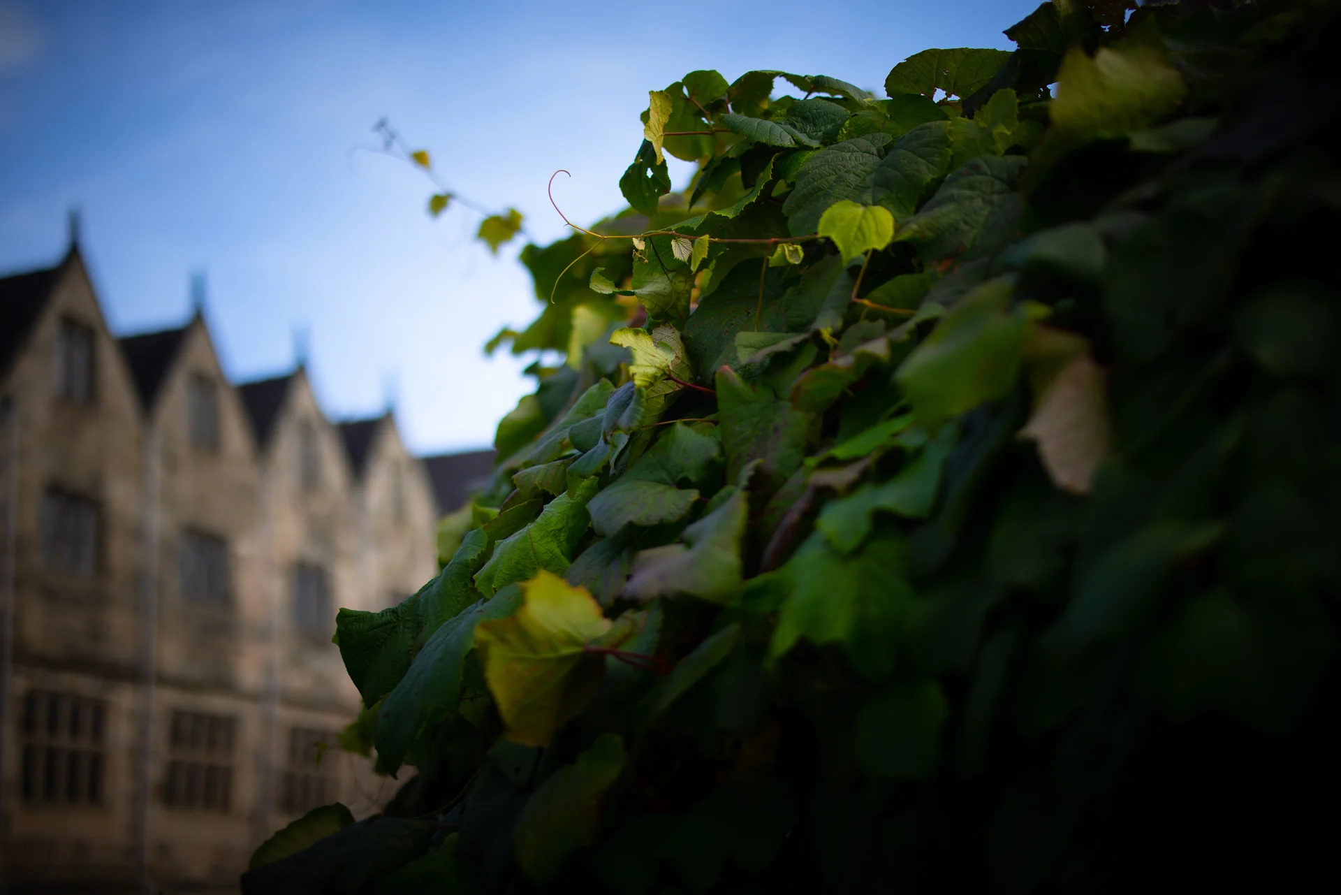 Vine leaves beside a historic stone building in Ashbourne