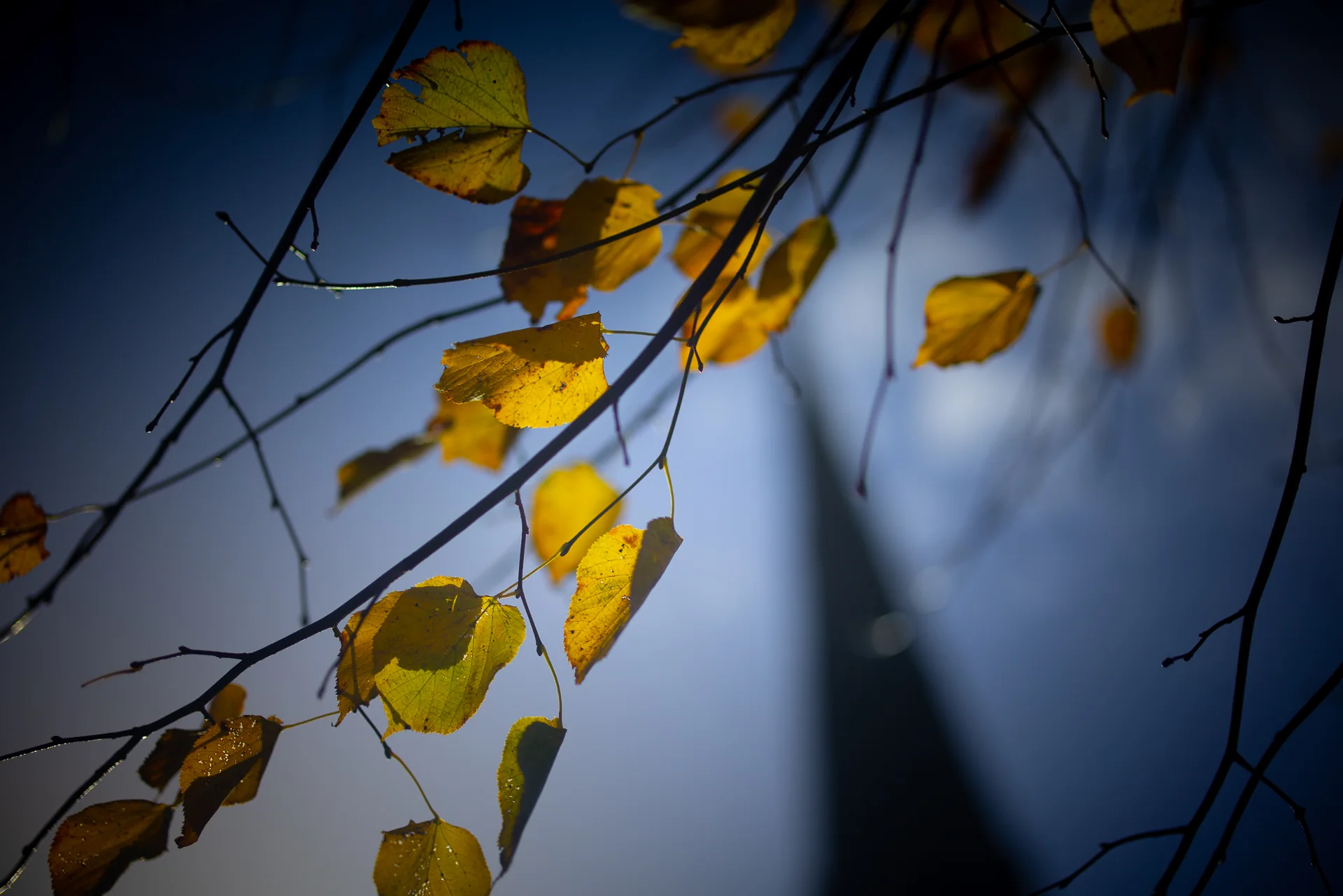 Golden autumn leaves with a church spire beyond