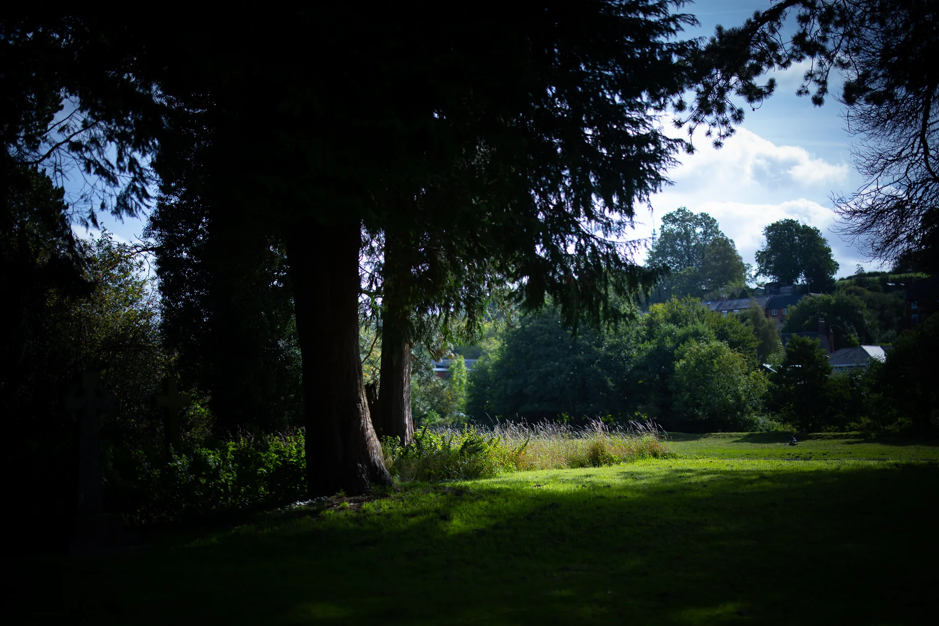 Sunlit grass beneath mature trees in Ashbourne