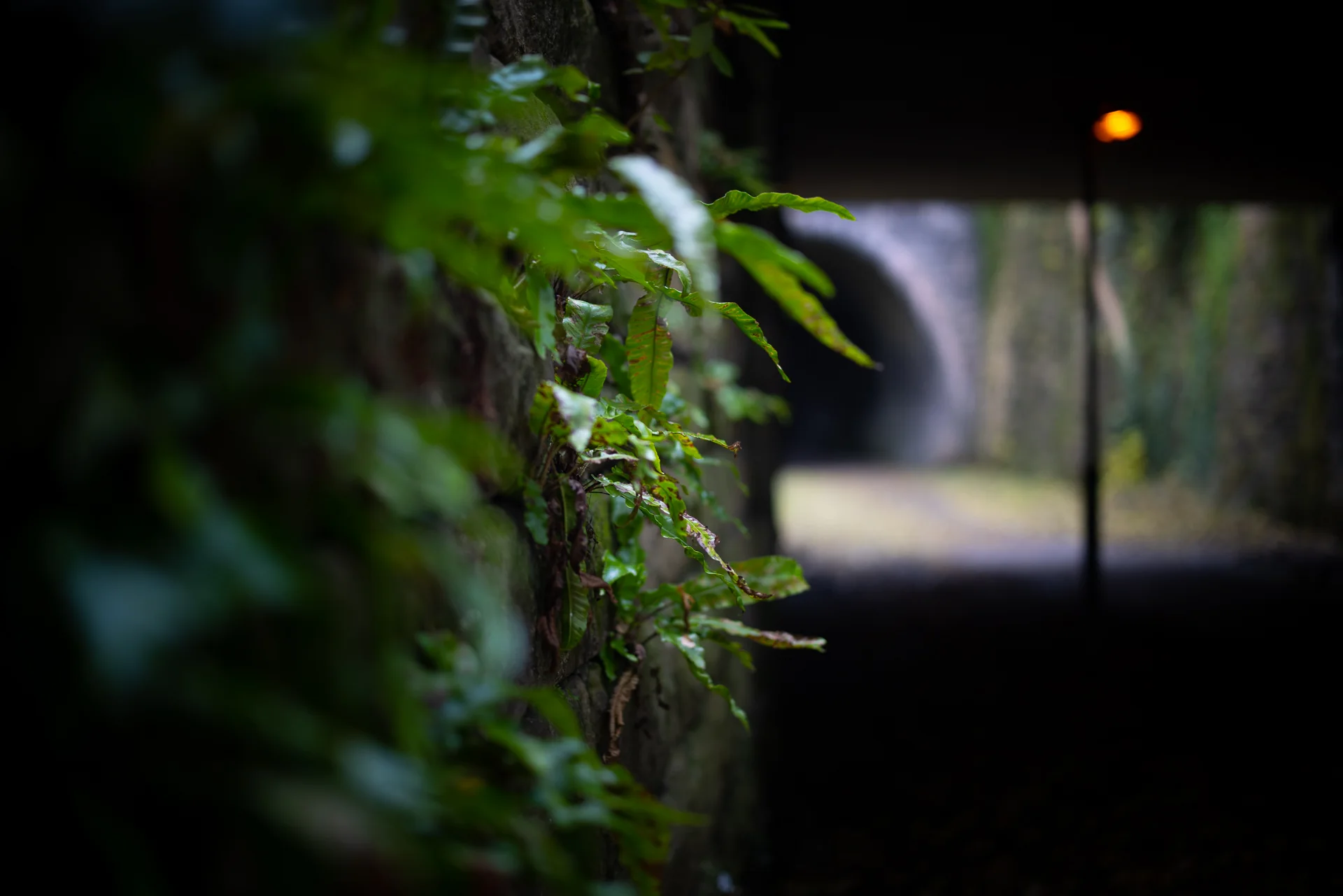 Ferns growing on a stone wall near a tunnel